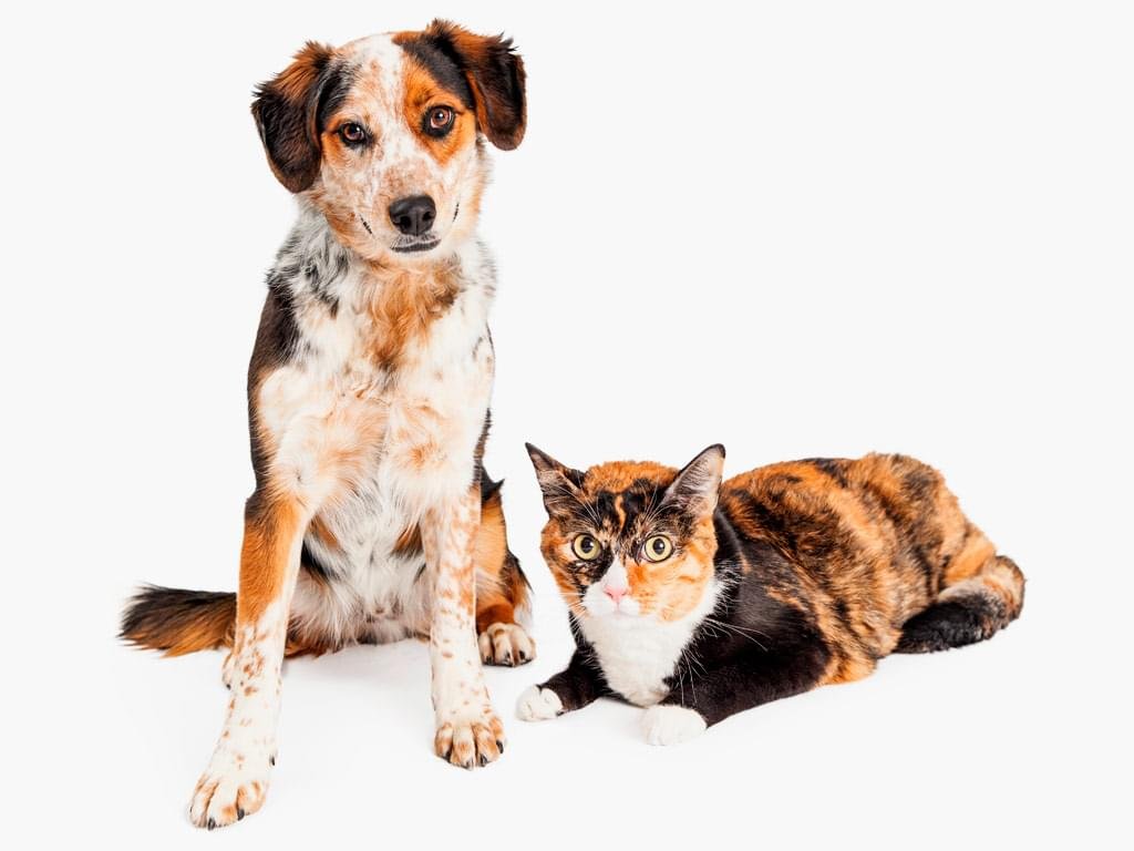 comportamento animal cachorro gato cuidado