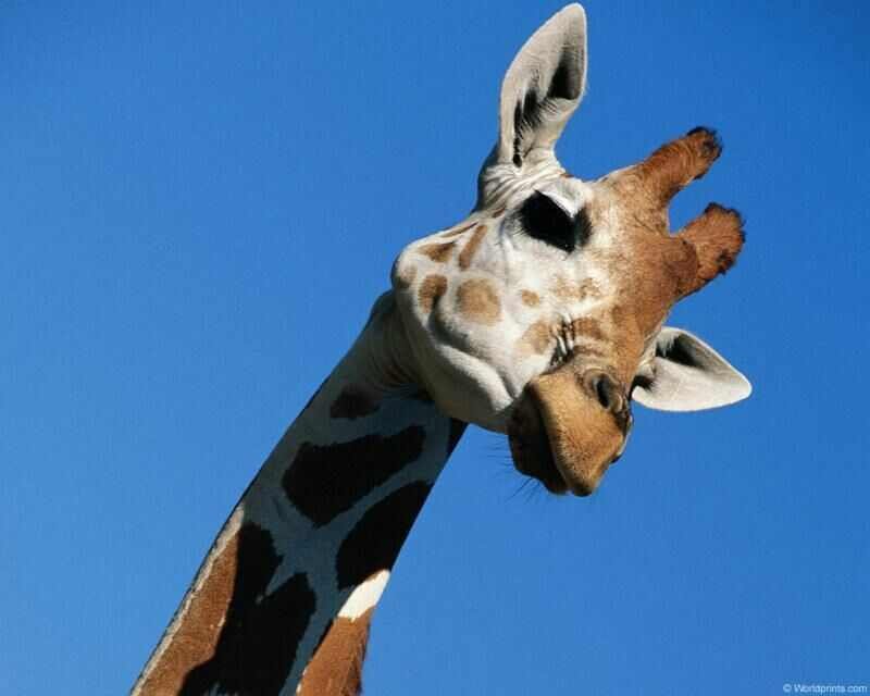 girafa cervical pescoço