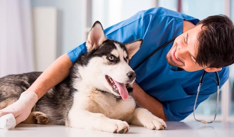 Como acostumar seu cão a ir ao veterinário
