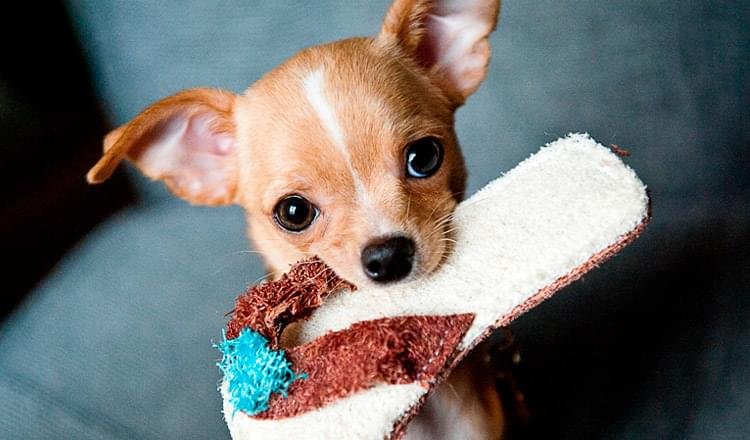 importância de adestrar seu cachorro ainda filhote