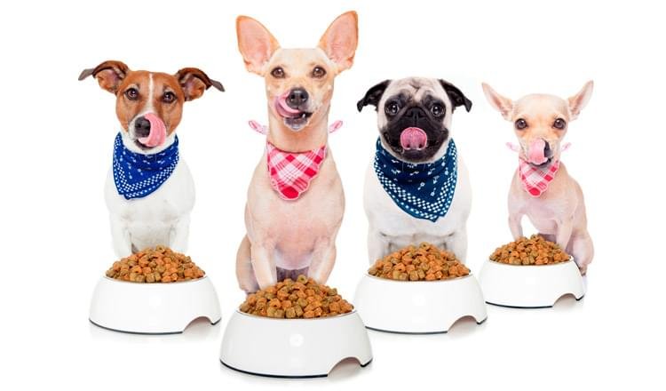 alimentos tóxicos para cães e gatos