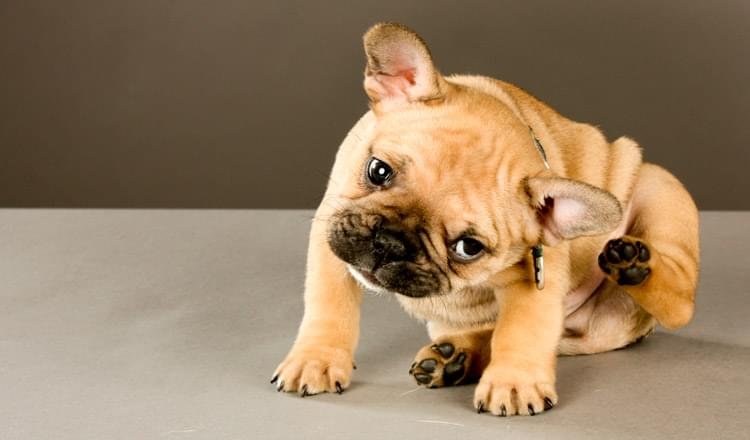 como combater pulgas e carrapatos em cães e gatos