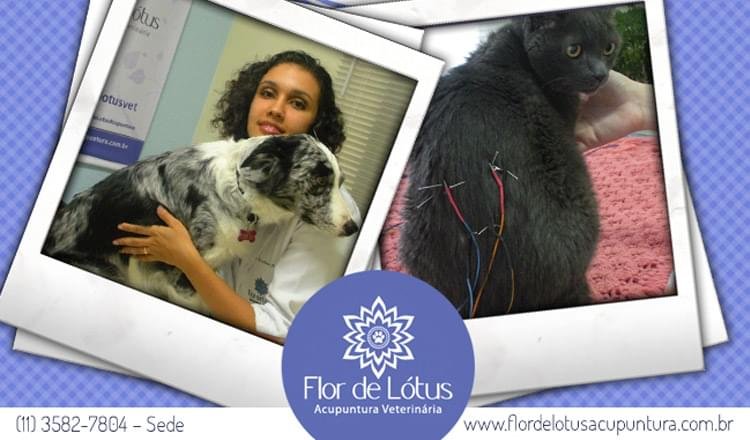 acupuntura para animais como funciona
