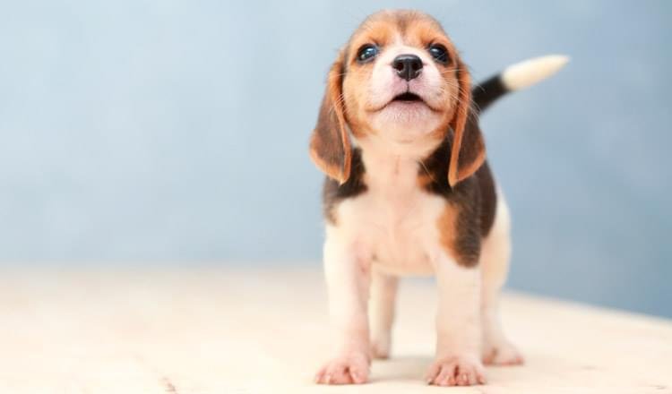 Desenvolvimento dos filhotes de cachorro