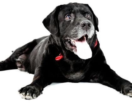 cuidados com cães idosos