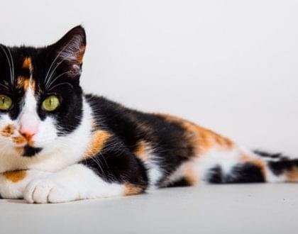 acupuntura em gatos