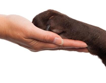 Reiki também para animais!