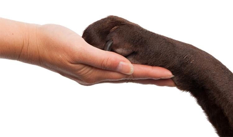 Reiki também para animais!