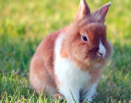 Exercícios para pets exóticos
