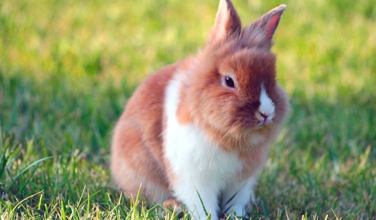 Exercícios para pets exóticos